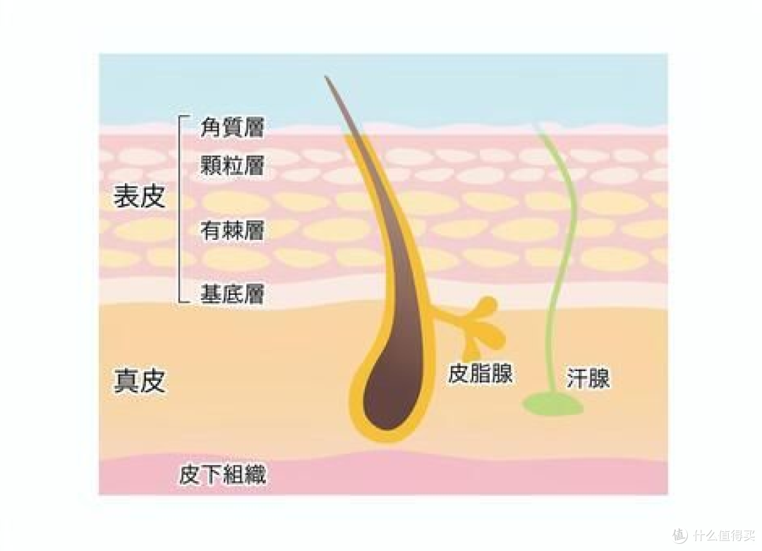 肉豆蔻六肽-4丨穿透真皮层增加胶原蛋白,减少皮肤细纹