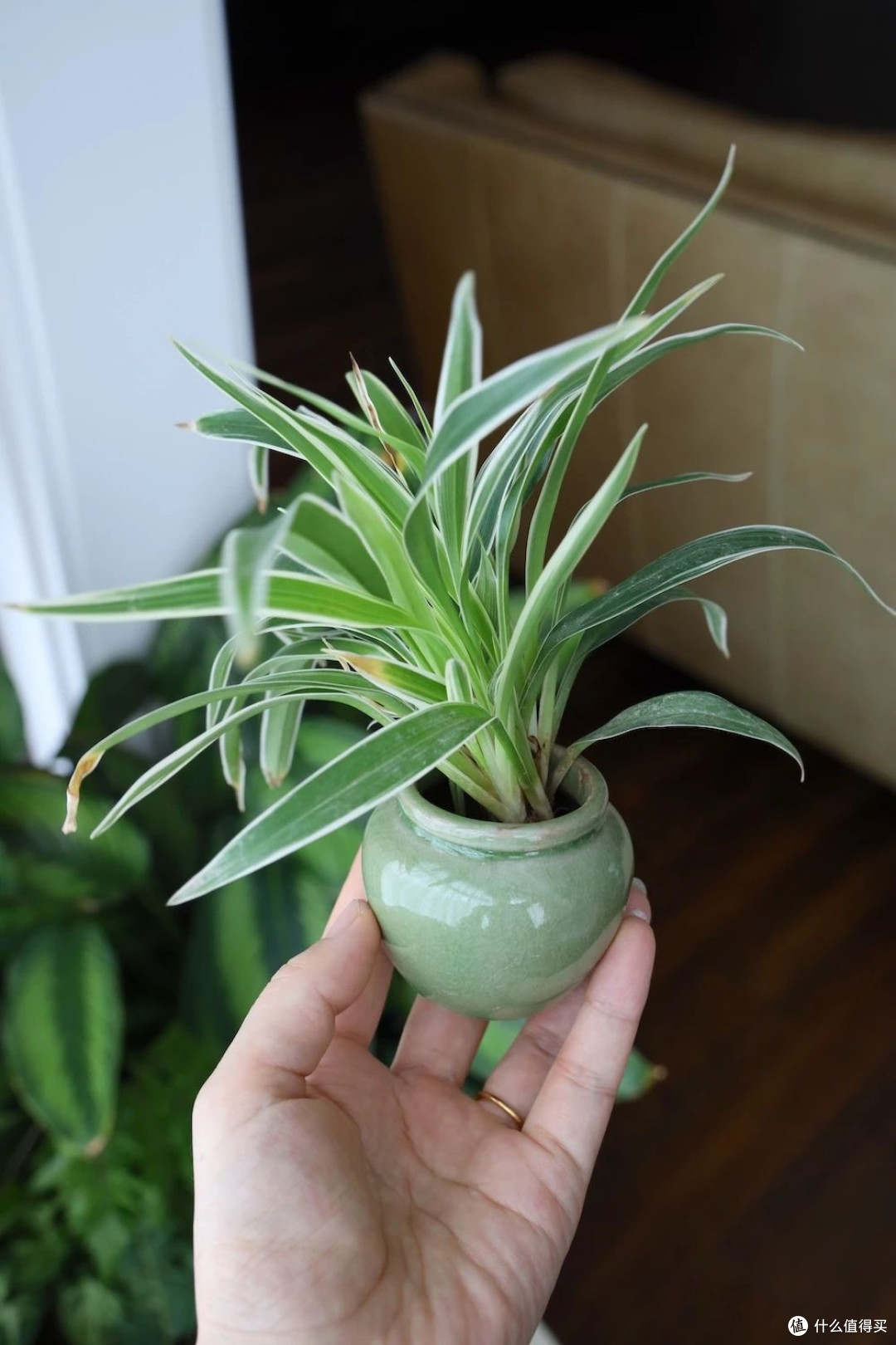 分享两个绿色小植物
