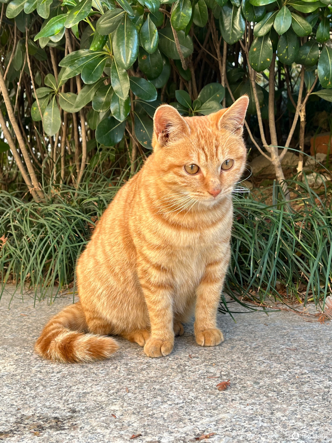 猫咪刚到新家躲着不出来怎么办?