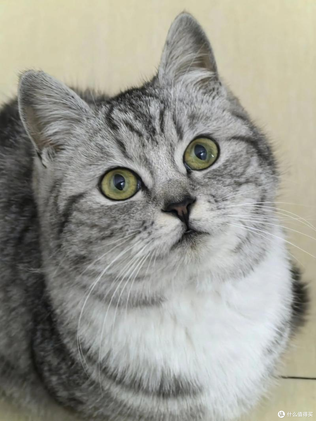 猫咪刚到新家躲着不出来怎么办?
