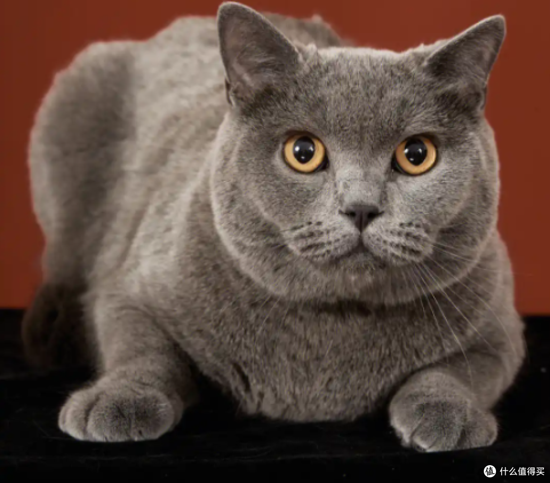 猫咪刚到新家躲着不出来怎么办?
