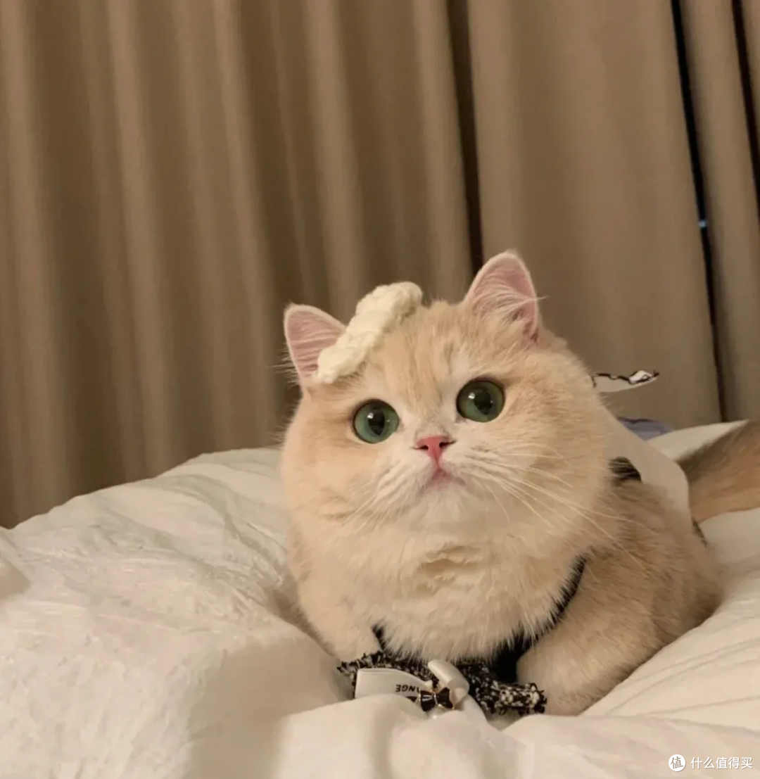 猫咪刚到新家躲着不出来怎么办?