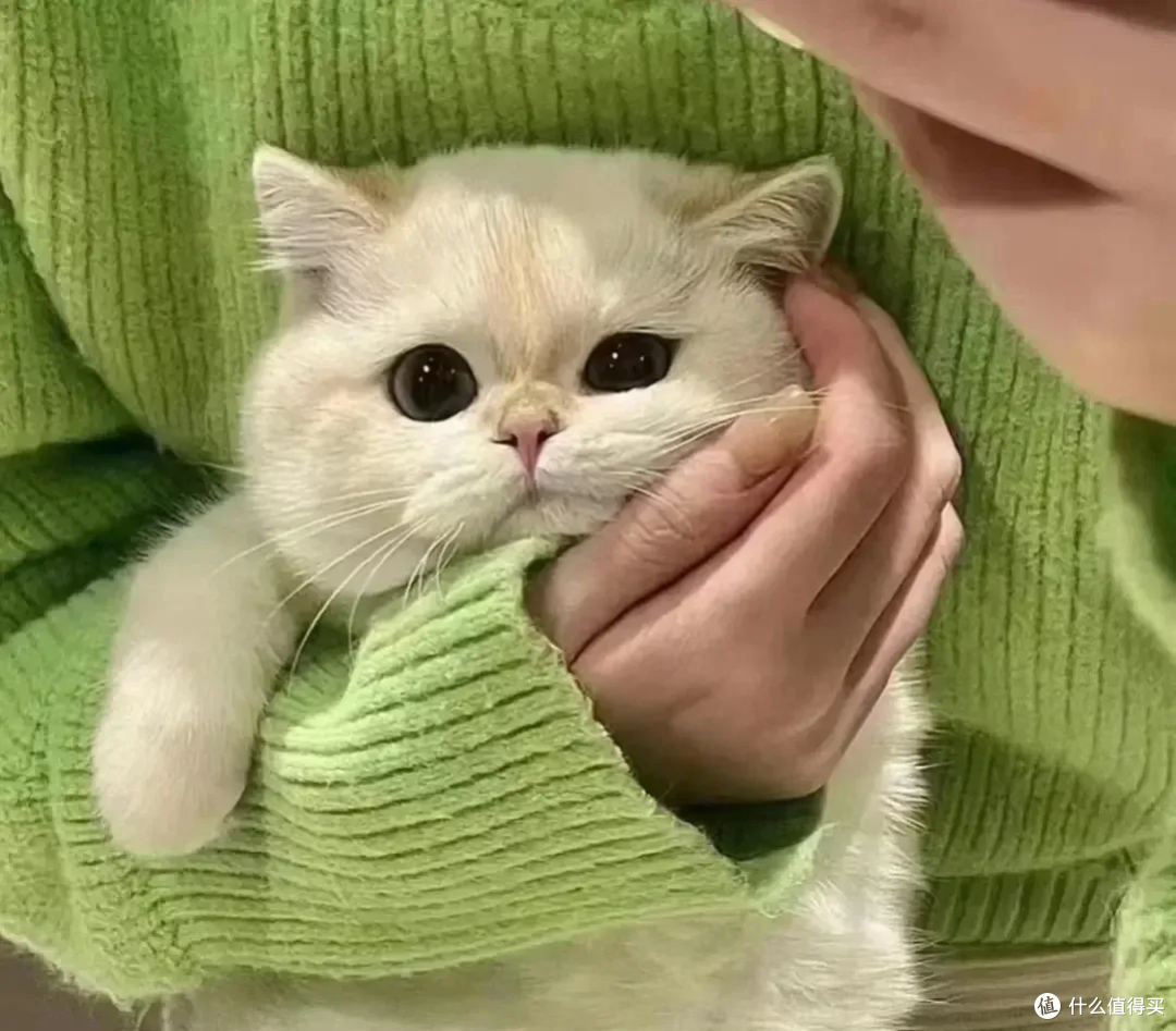 猫咪刚到新家躲着不出来怎么办?