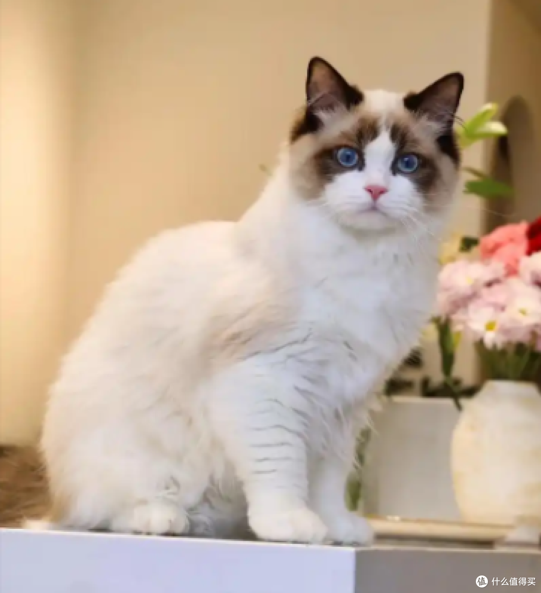 猫咪刚到新家躲着不出来怎么办?