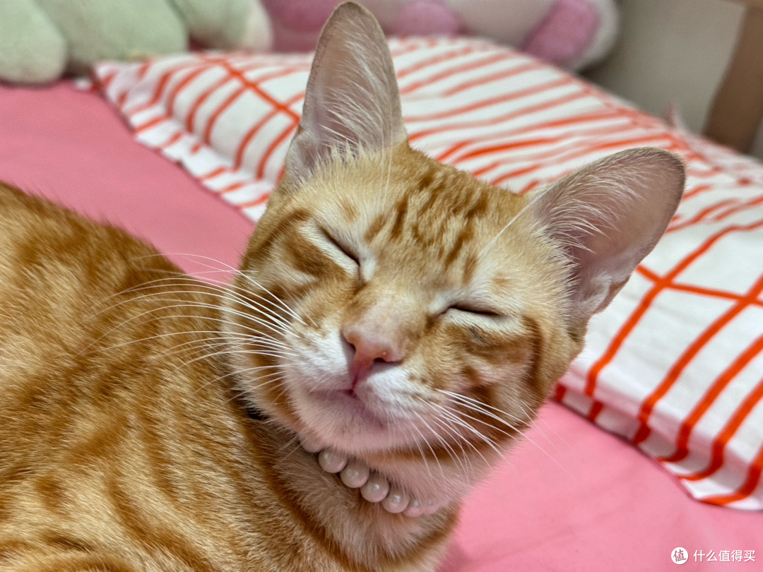 猫咪刚到新家躲着不出来怎么办?