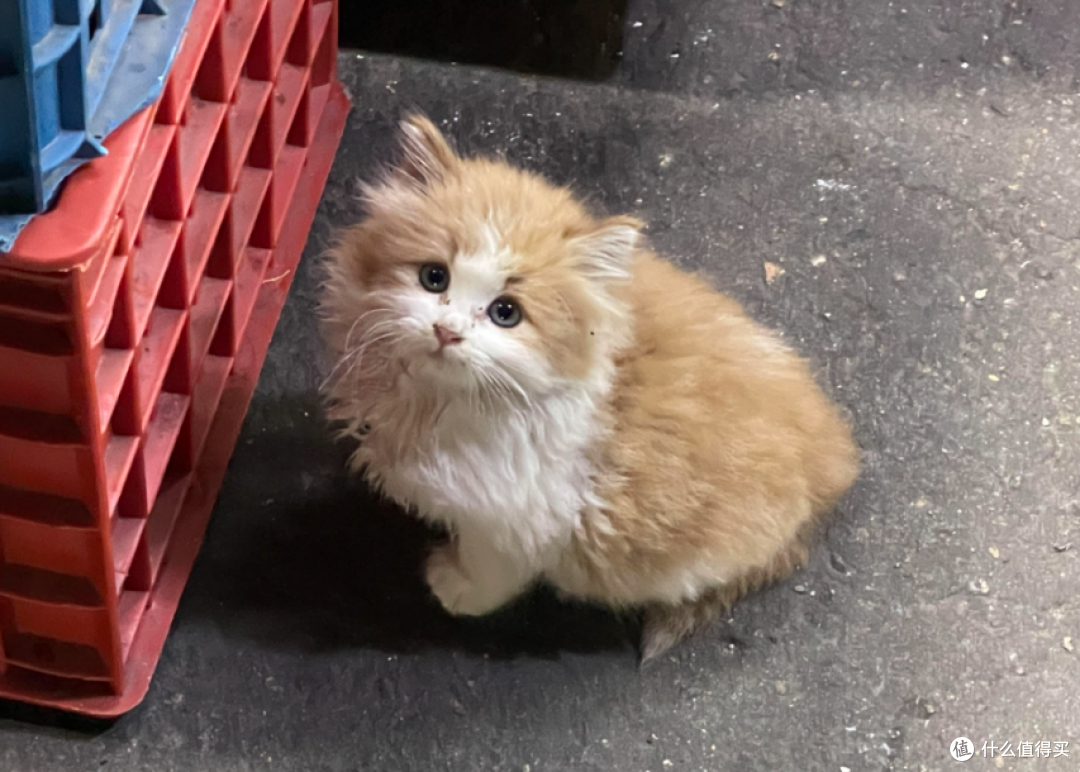 猫咪刚到新家躲着不出来怎么办?