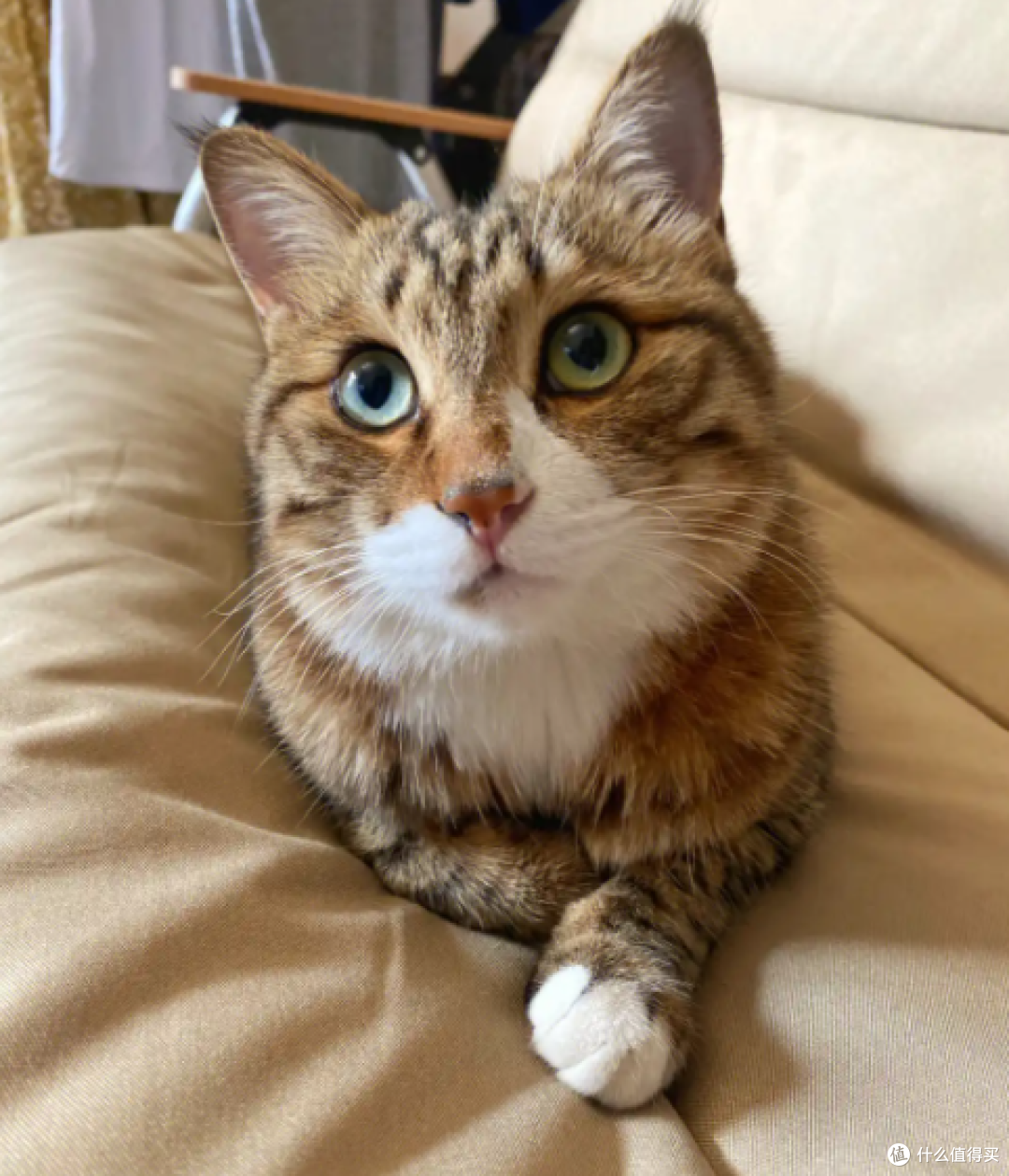 猫咪刚到新家躲着不出来怎么办?
