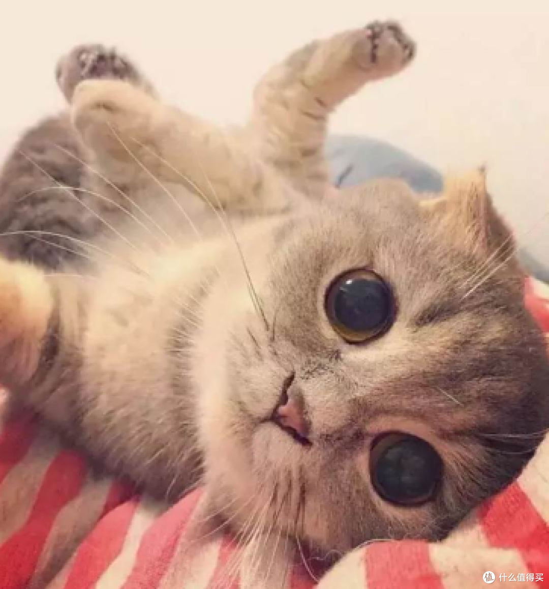猫咪刚到新家躲着不出来怎么办?