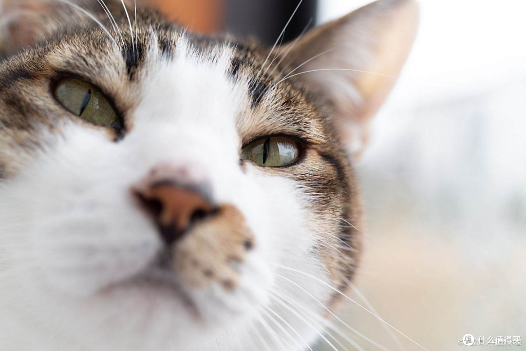 猫咪刚到新家躲着不出来怎么办?