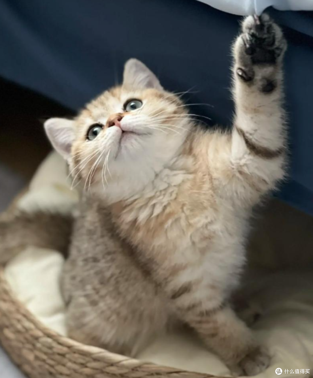 猫咪刚到新家躲着不出来怎么办？