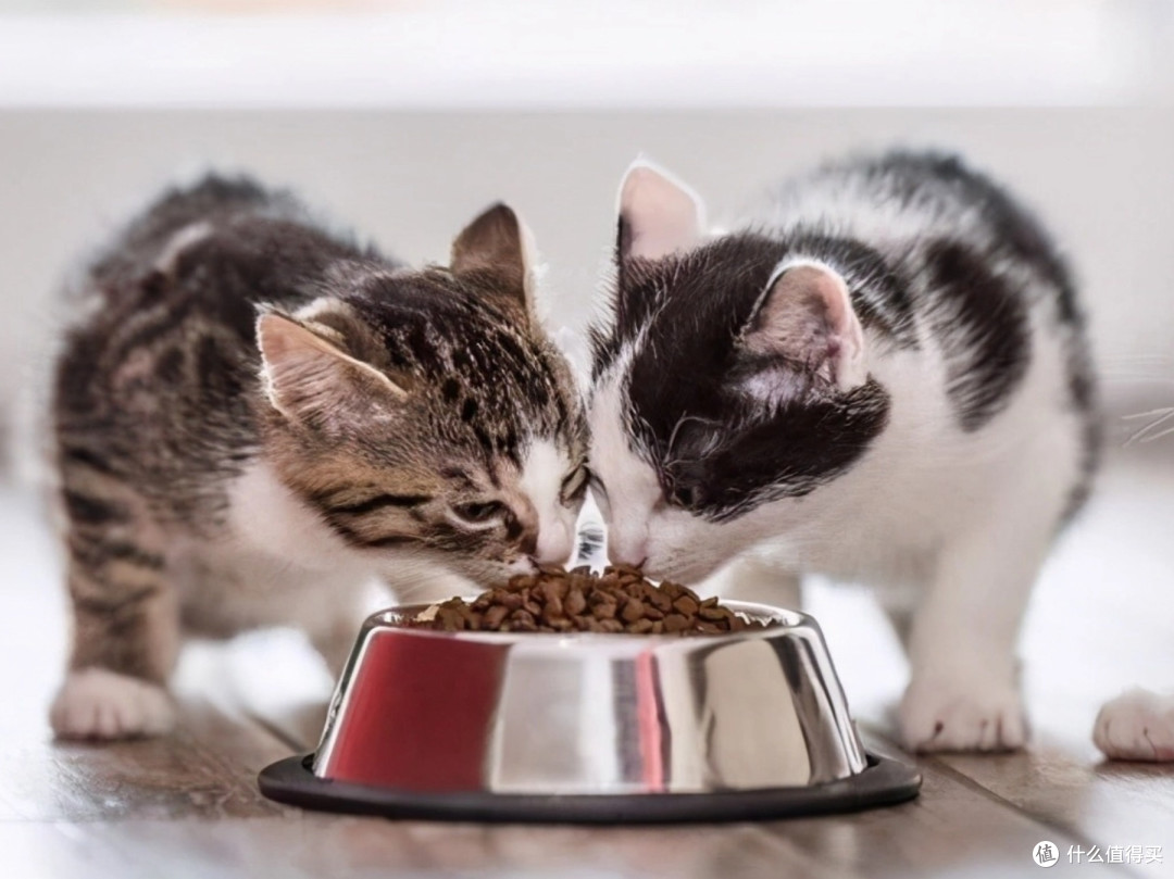 猫粮正常多少钱一斤?猫粮品牌排行:希喂、果喜蜜PK,看完不踩雷