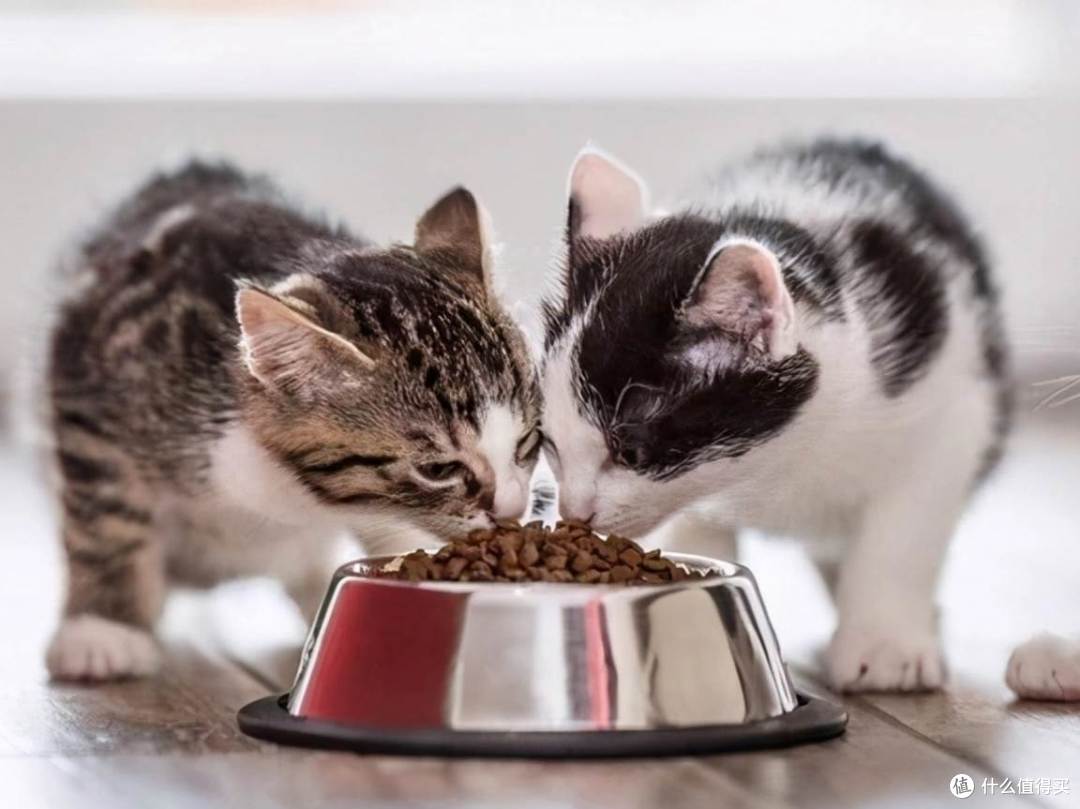 金吉瑞与希喂猫粮深度PK，谁更胜一筹？猫粮牌子推荐