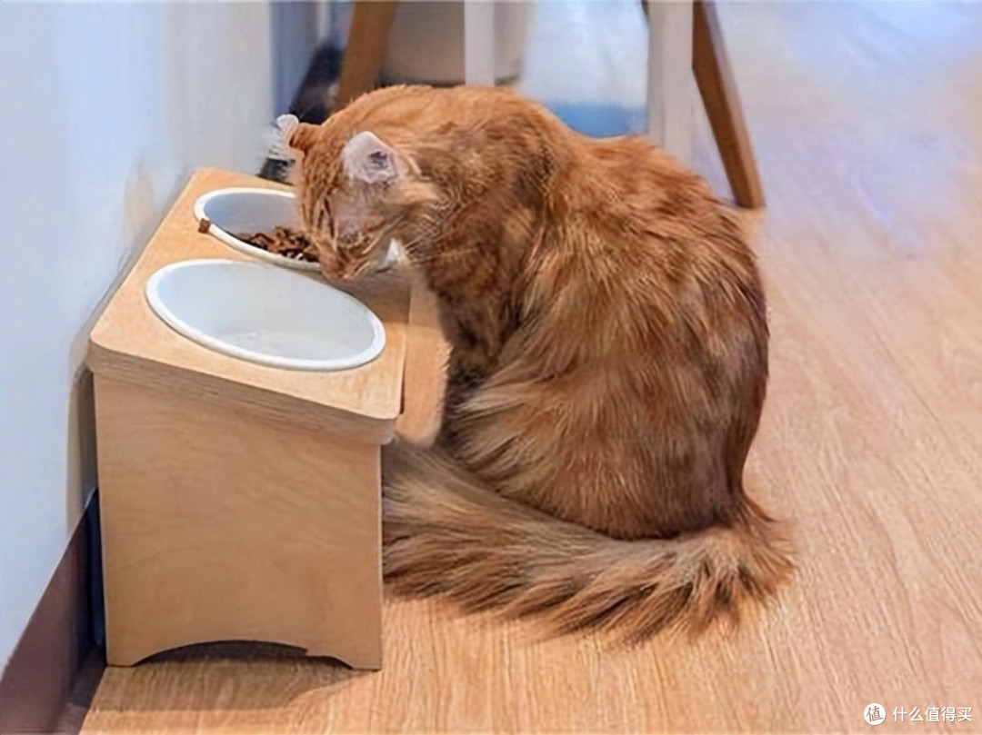 猫粮什么牌子好?希喂、纯福猫粮行不行?猫粮牌子推荐