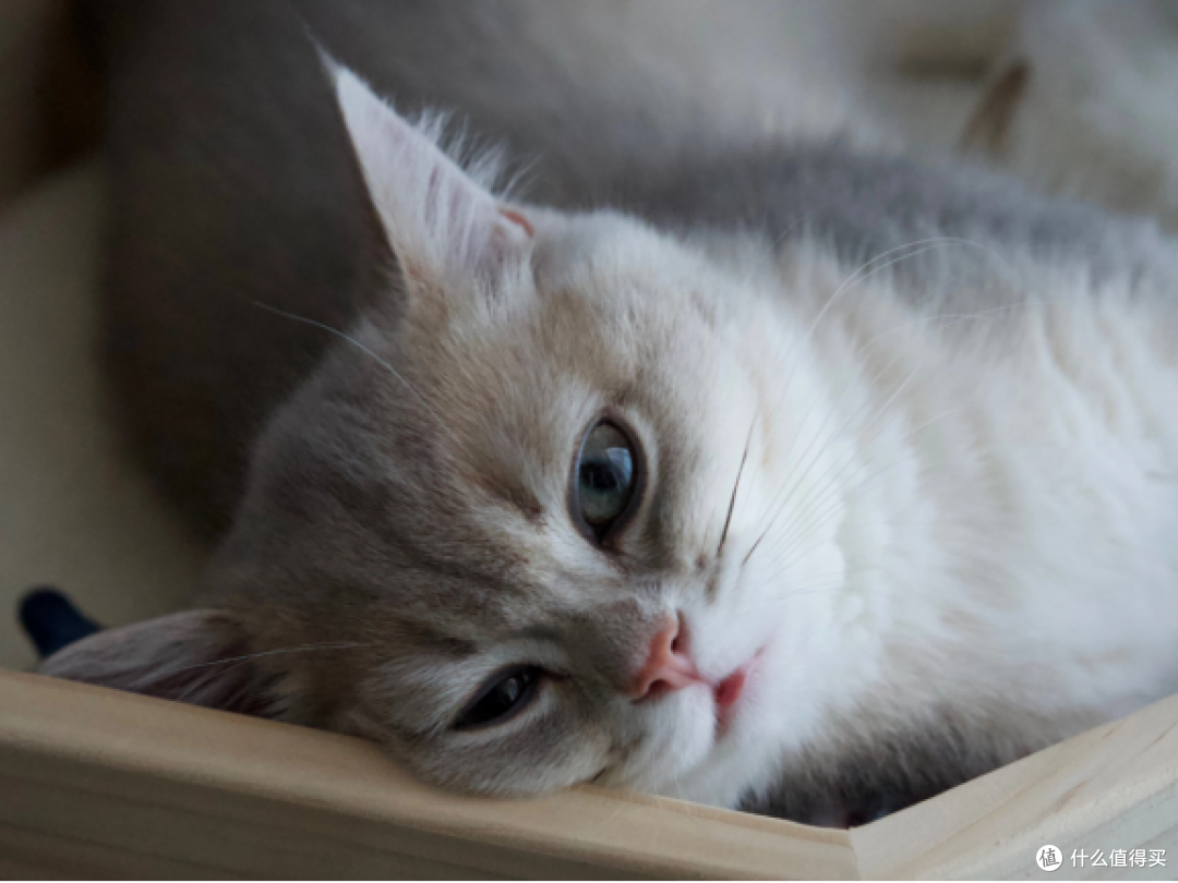 进口猫粮好吗?猫粮排行榜靠前的希喂、艾萨克猫粮实测