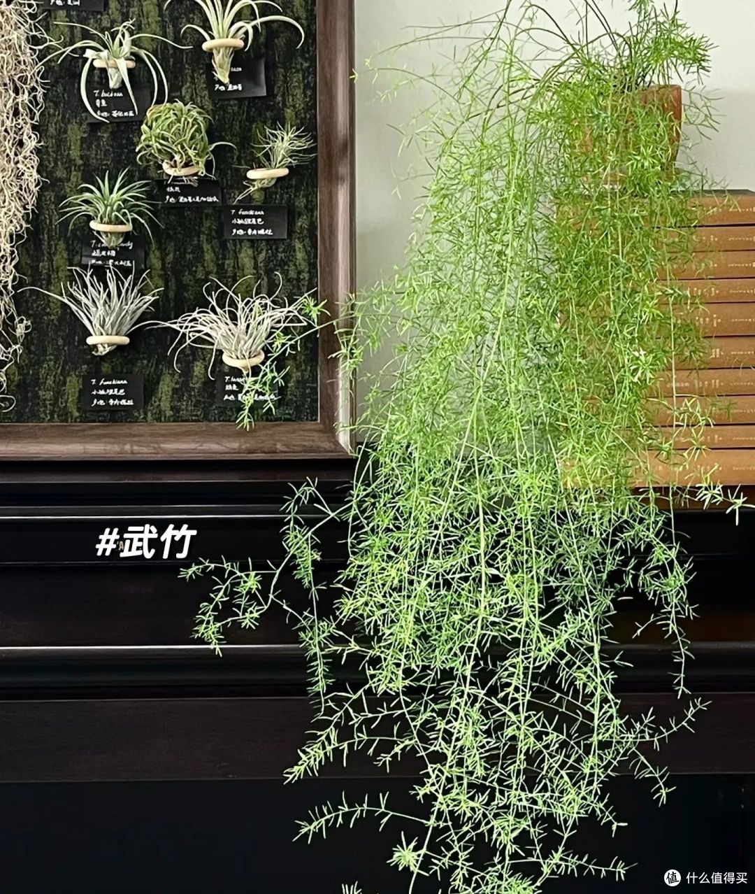女子因“水插枝太美”爆火,清新淡雅,网友:很有意境美!