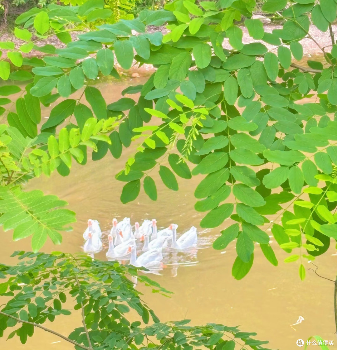 重庆夏日遛娃溪水宝藏地👀免费清凉秘境大公开!