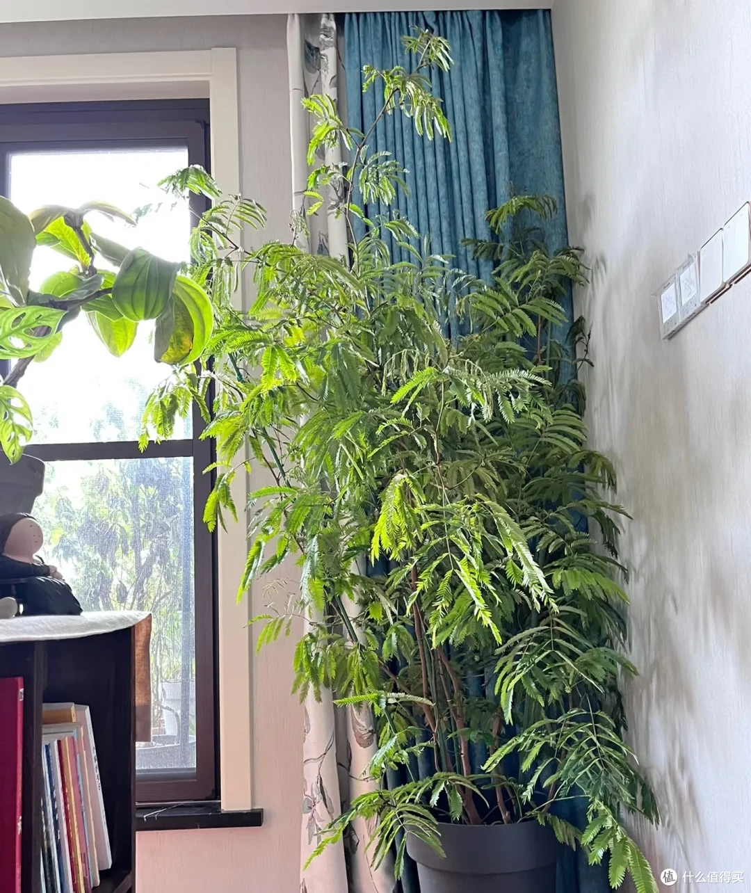 女子养9年的密叶猴耳环,摆在客厅,一树成景,真的美极了!