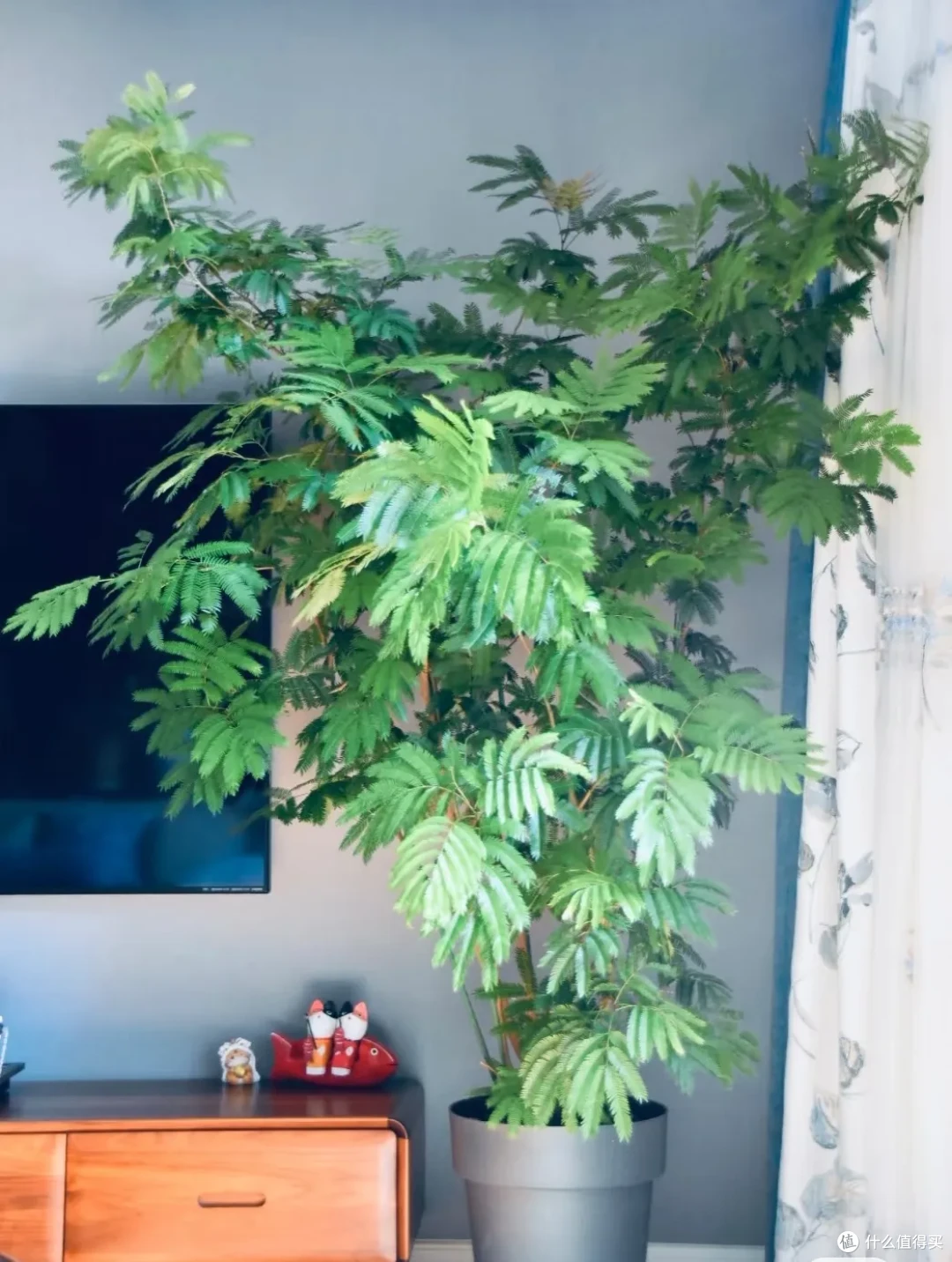 女子养9年的密叶猴耳环,摆在客厅,一树成景,真的美极了!