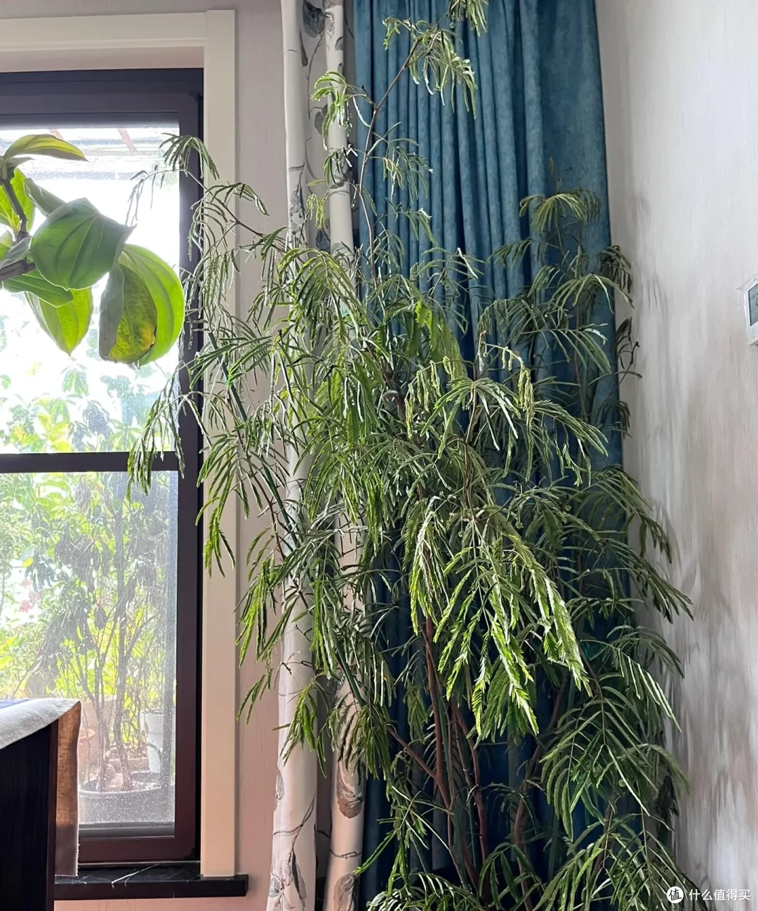 女子养9年的密叶猴耳环,摆在客厅,一树成景,真的美极了!
