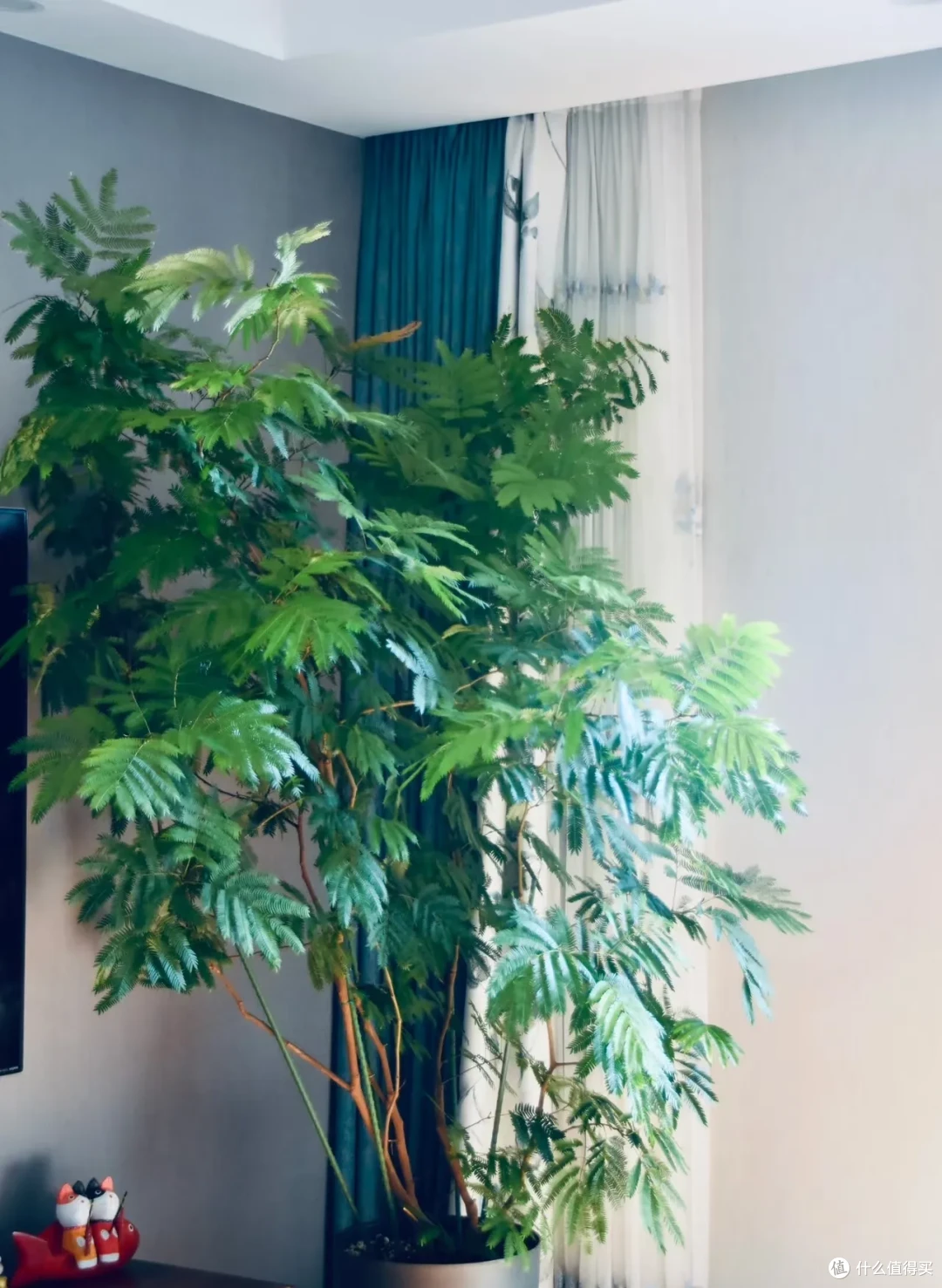 女子养9年的密叶猴耳环,摆在客厅,一树成景,真的美极了!