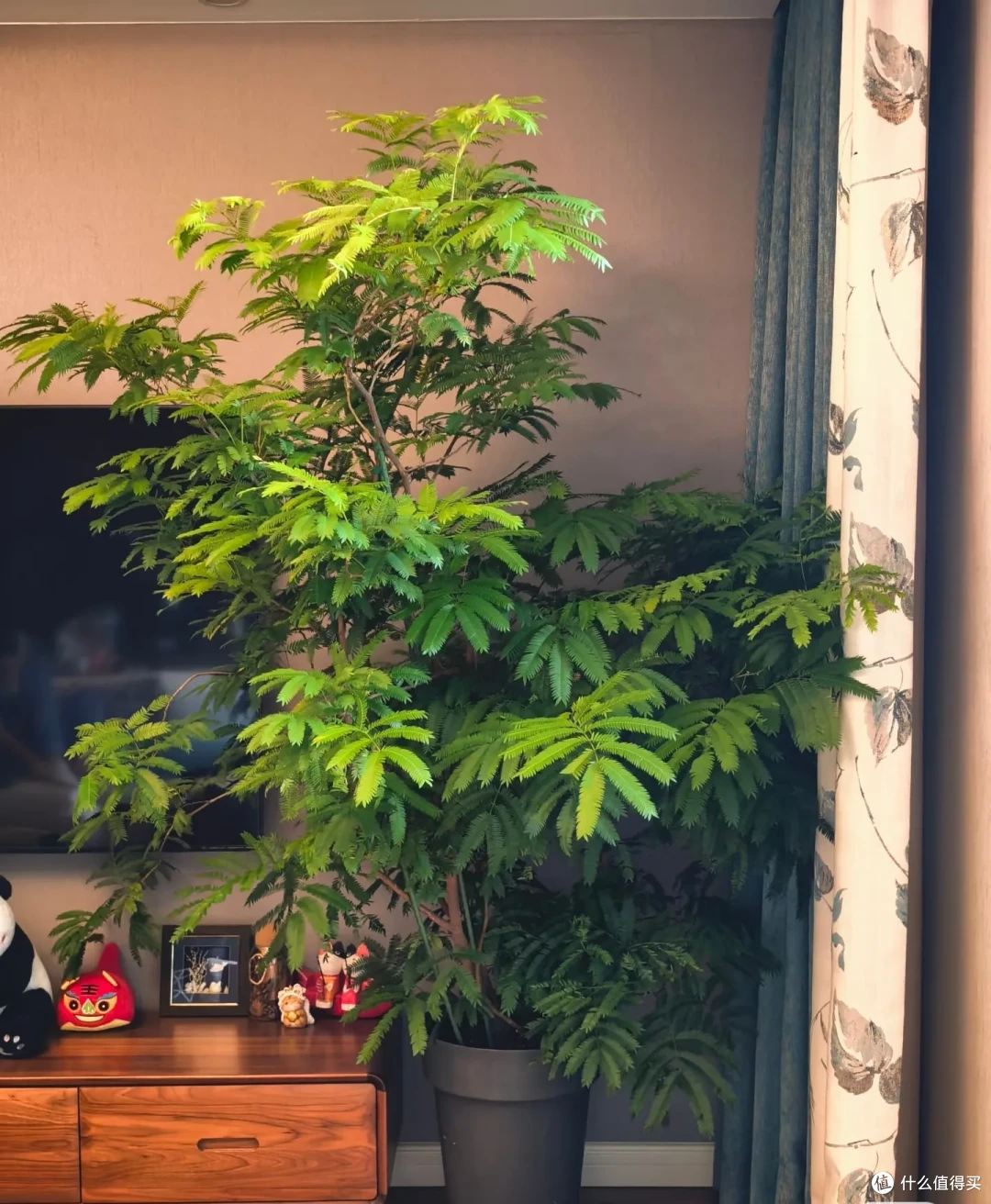 女子养9年的密叶猴耳环,摆在客厅,一树成景,真的美极了!