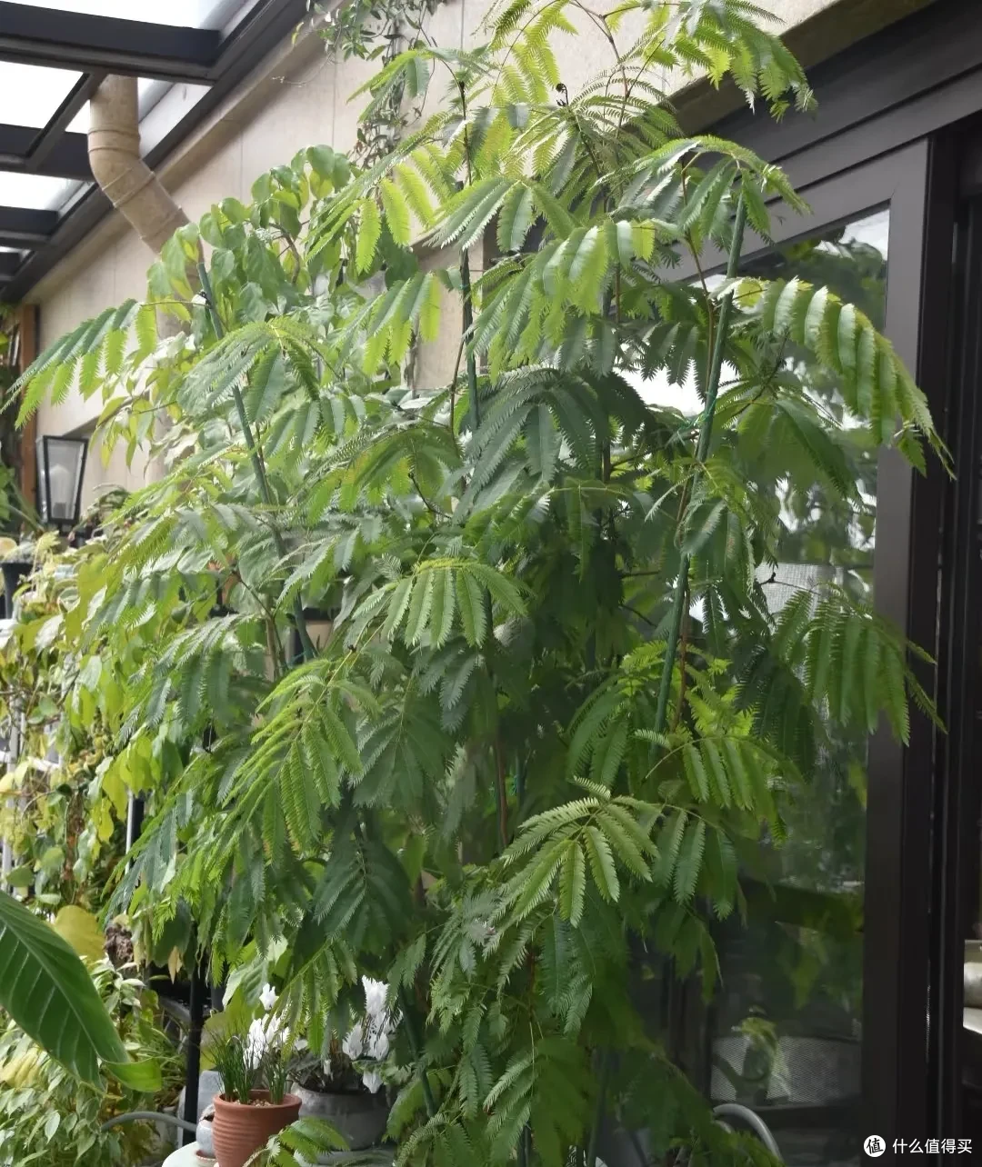 女子养9年的密叶猴耳环,摆在客厅,一树成景,真的美极了!