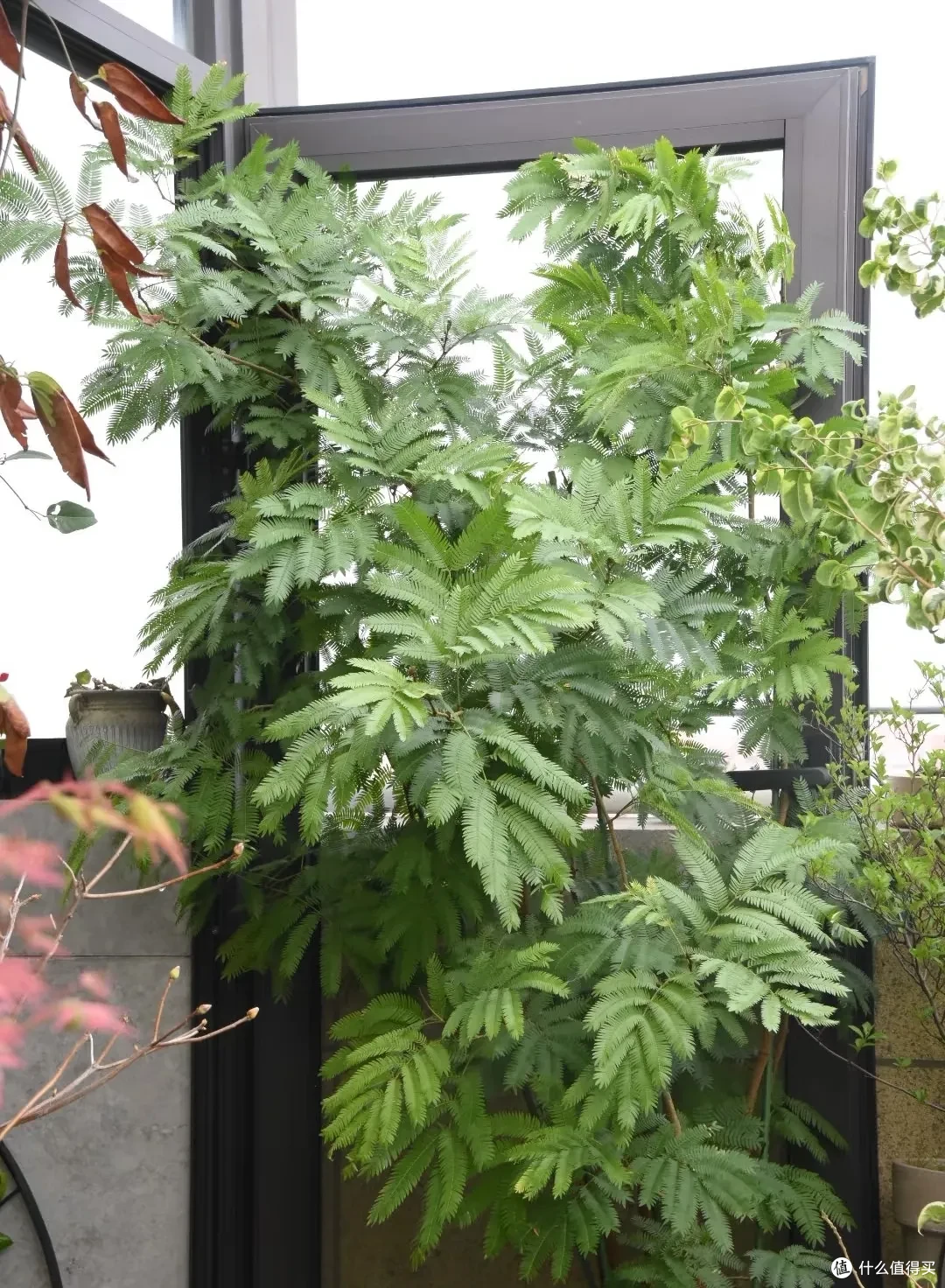 女子养9年的密叶猴耳环,摆在客厅,一树成景,真的美极了!