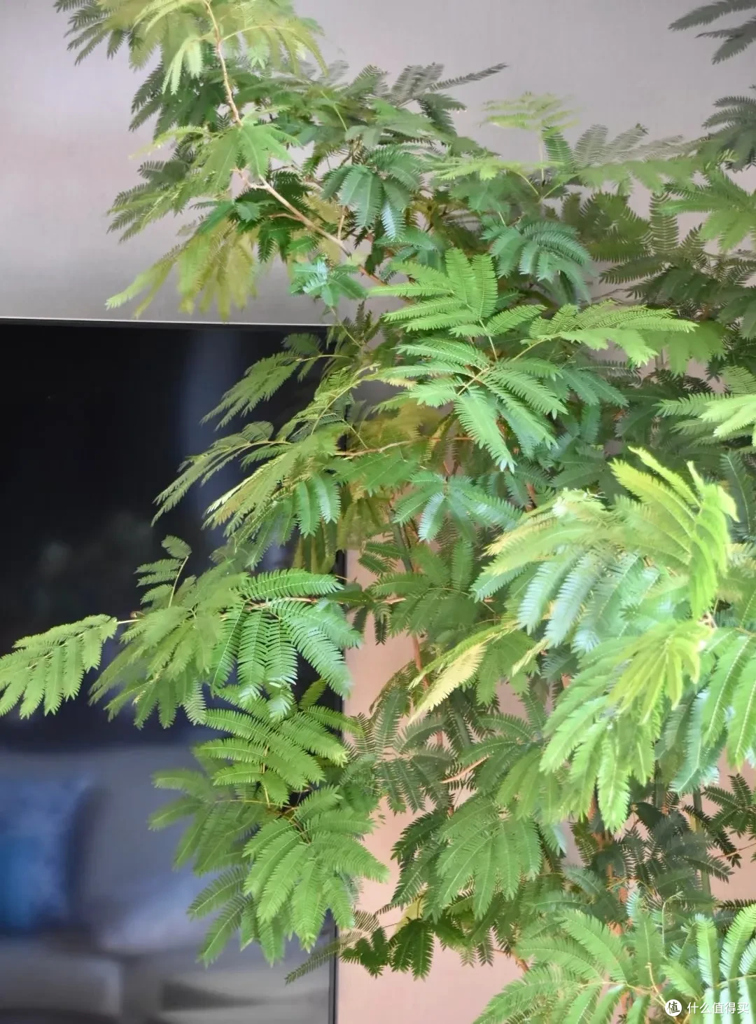 女子养9年的密叶猴耳环,摆在客厅,一树成景,真的美极了!