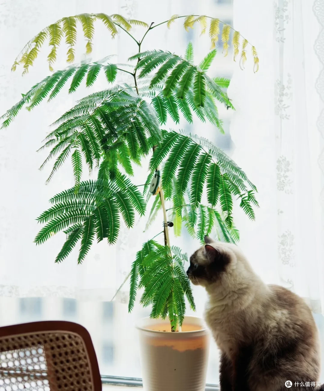 女子养9年的密叶猴耳环,摆在客厅,一树成景,真的美极了!