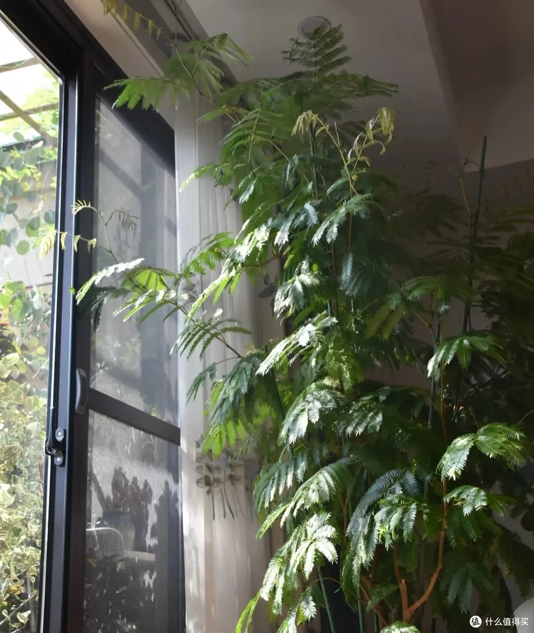 女子养9年的密叶猴耳环,摆在客厅,一树成景,真的美极了!