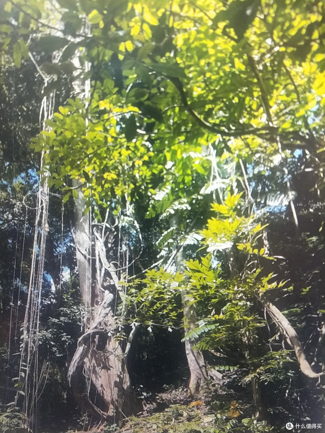 西双版纳三天两夜旅游防坑小攻略