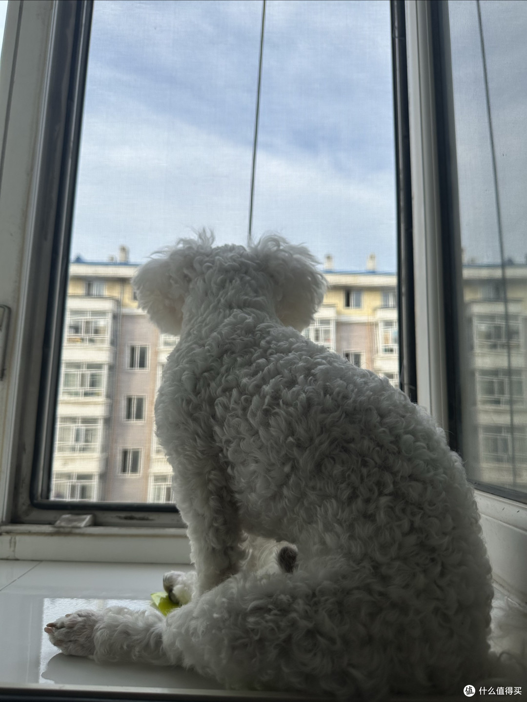 狗狗如何长毛毛