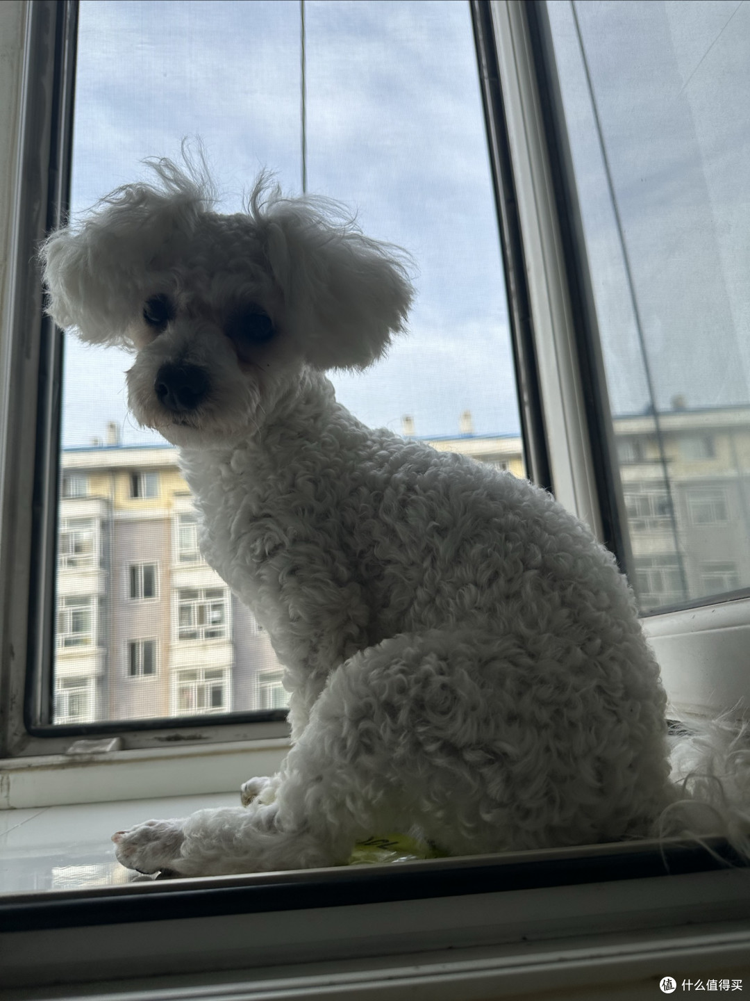 狗狗如何长毛毛