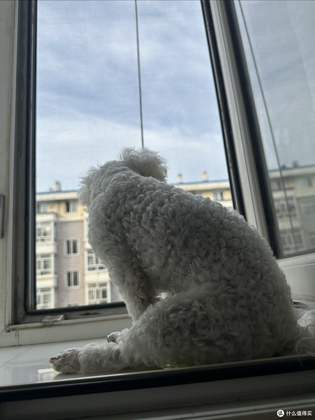 狗狗如何长毛毛
