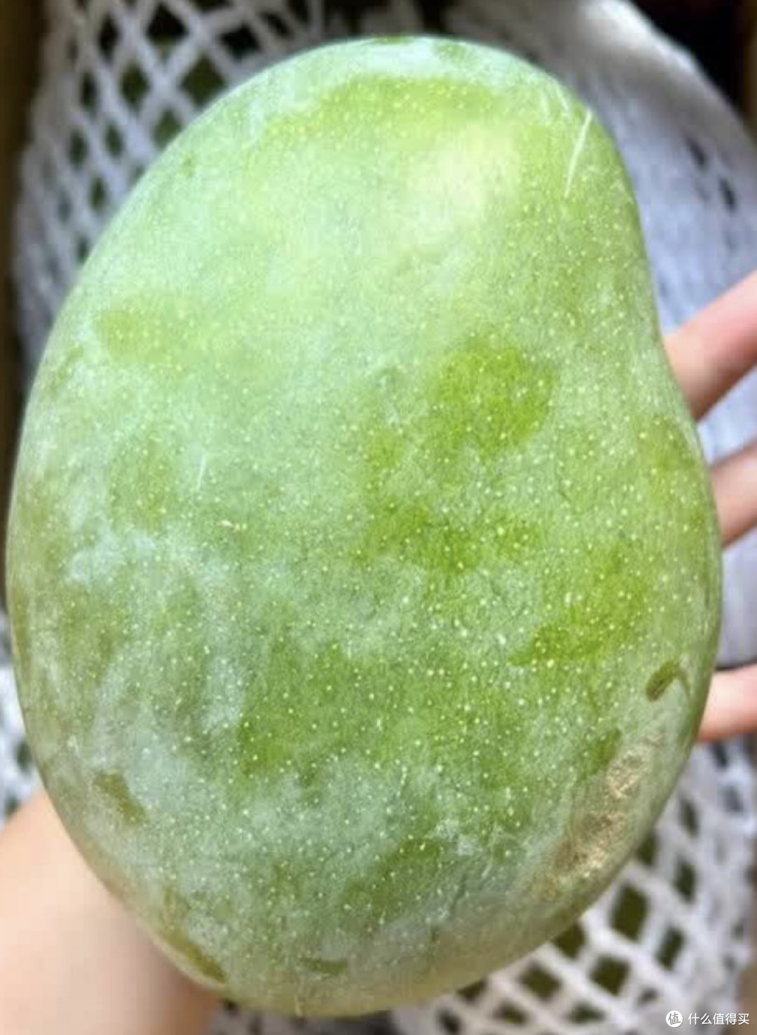 一口爆汁！攀枝花凯特芒果