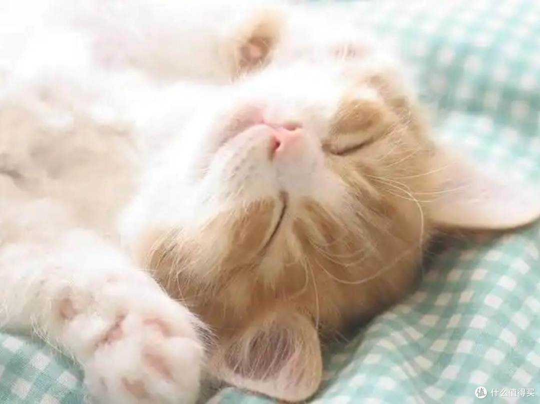 希喂、鲜朗猫粮好不好?比得上进口猫粮吗?全方位测评