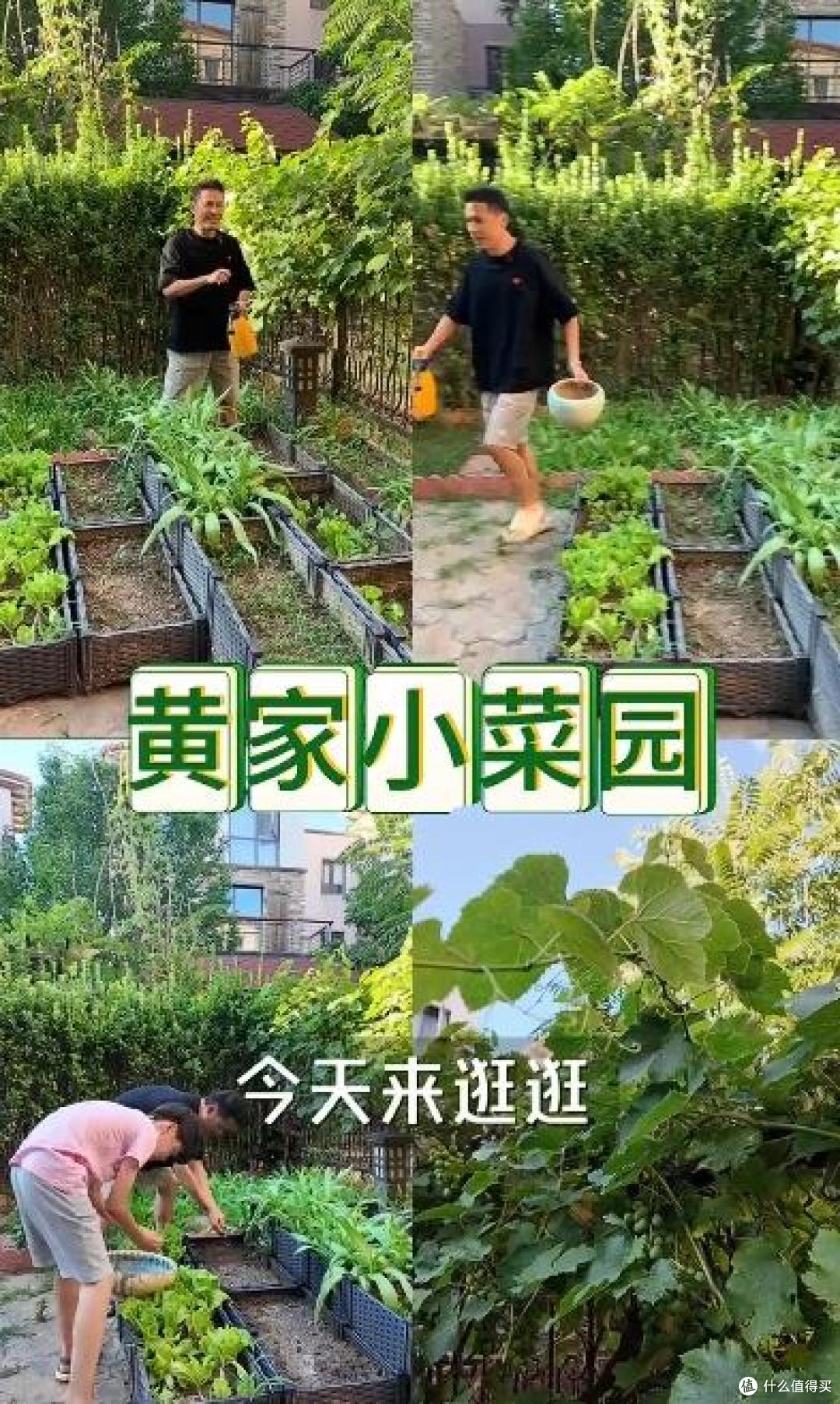 歌手“黄征”的院子火了,仅一菜园子就圈粉百万,一看就不是摆拍
