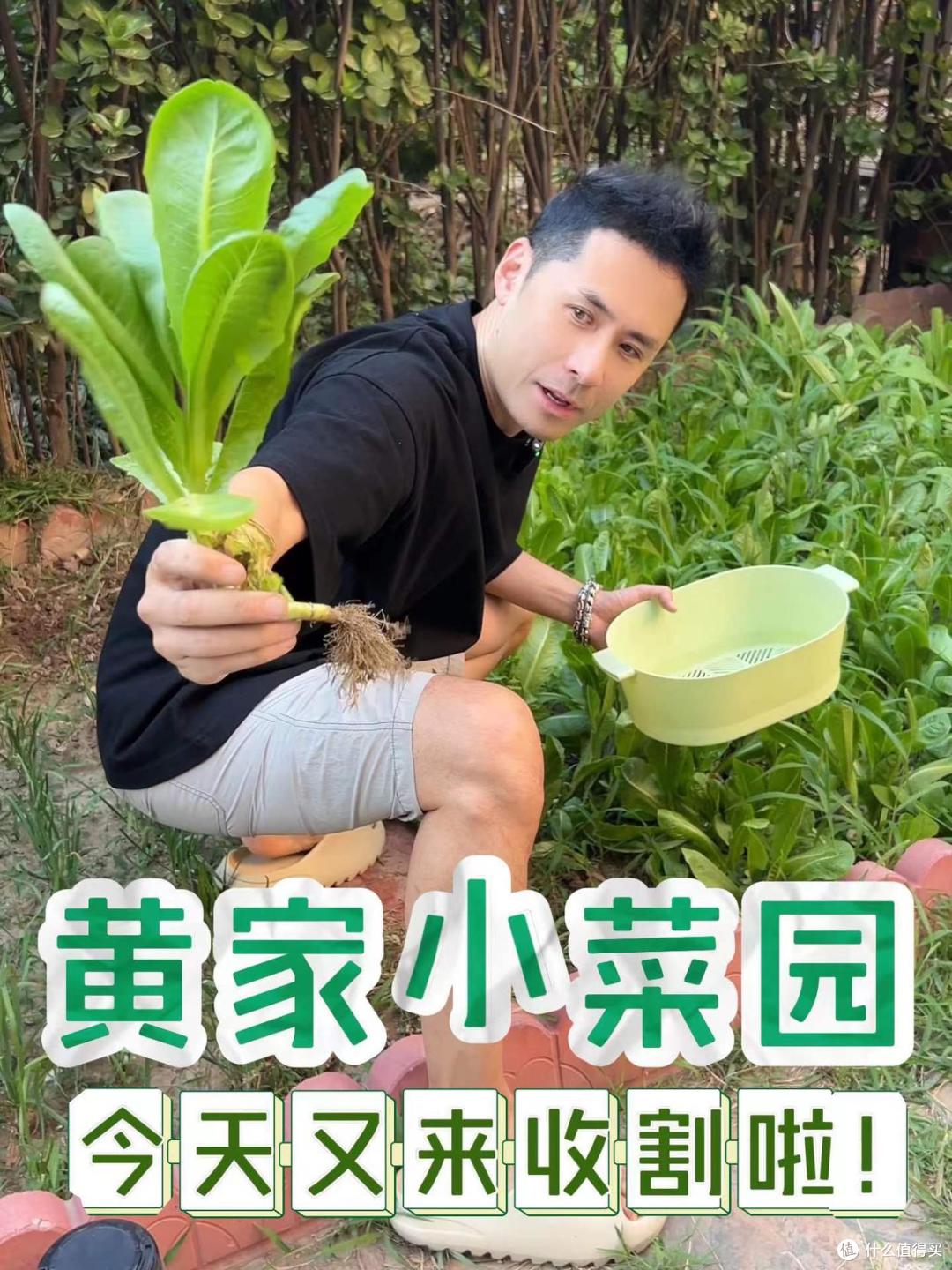 歌手“黄征”的院子火了,仅一菜园子就圈粉百万,一看就不是摆拍