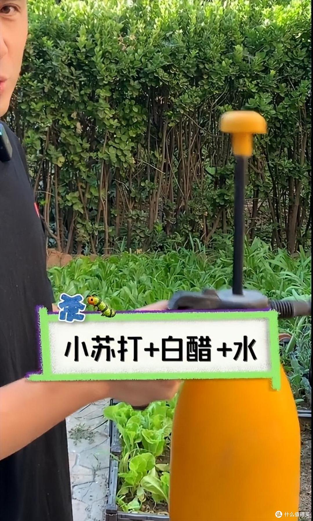 歌手“黄征”的院子火了,仅一菜园子就圈粉百万,一看就不是摆拍
