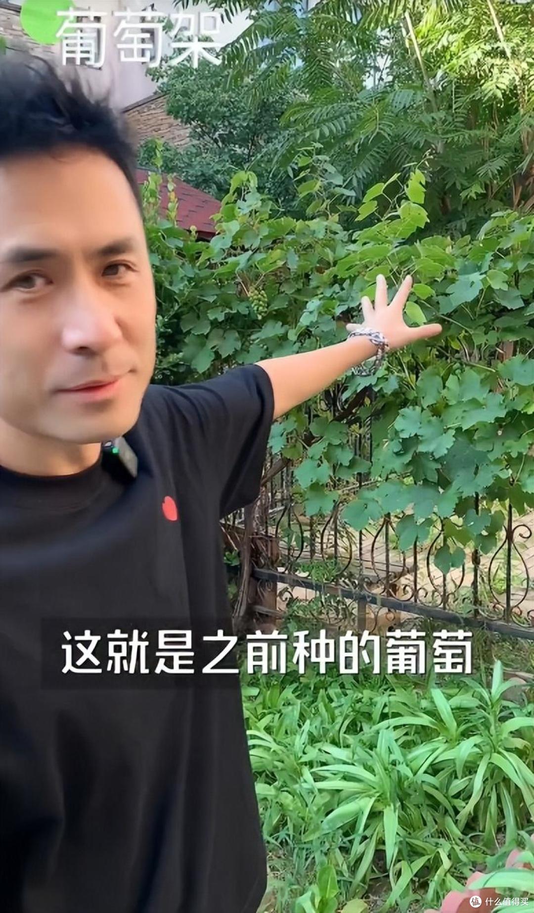 歌手“黄征”的院子火了,仅一菜园子就圈粉百万,一看就不是摆拍