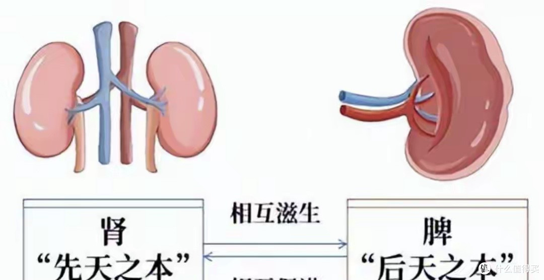 真正的衰老是从脾、肾开始的！一个中成药，脾肾同调补足精气神
