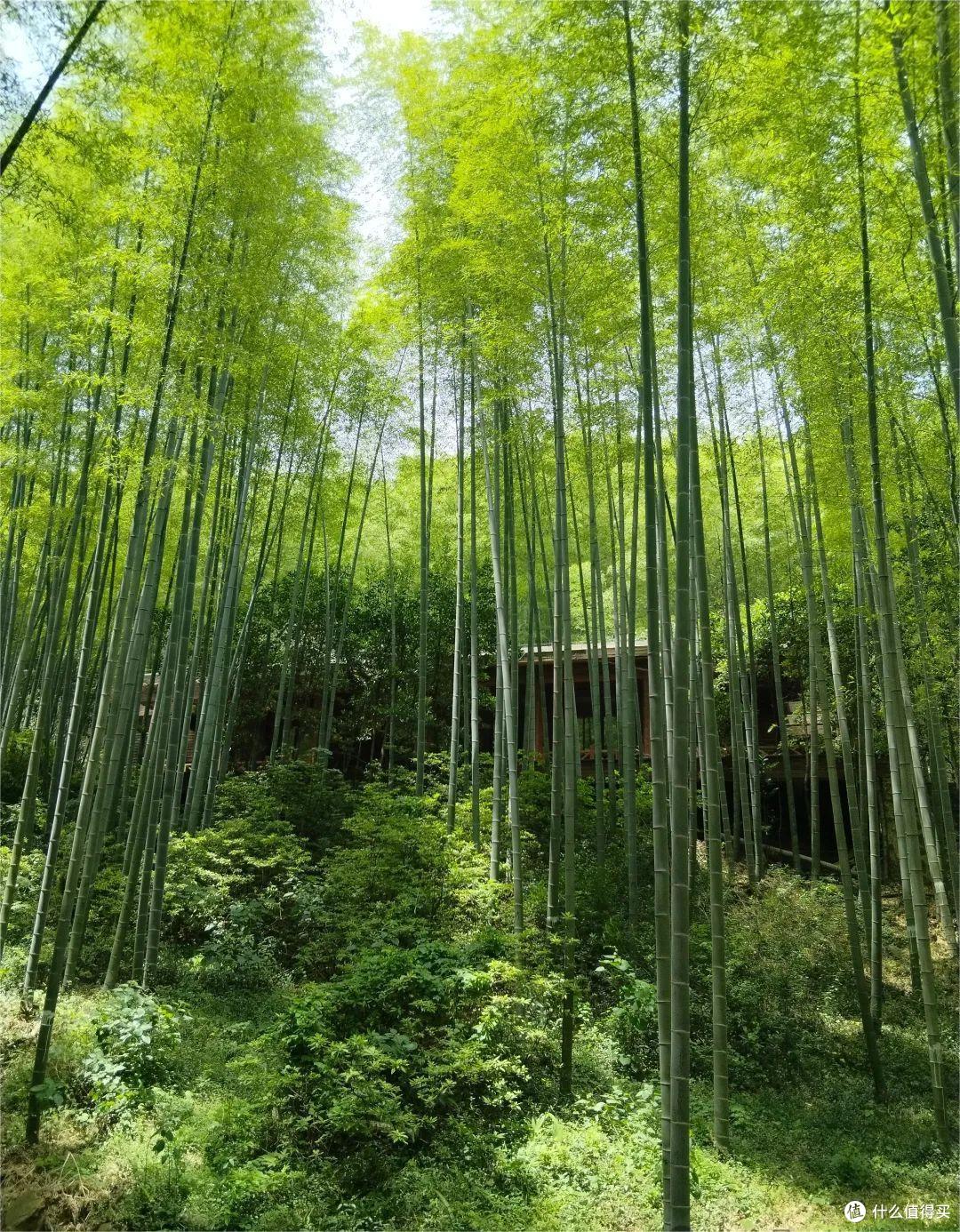 宜兴:太湖畔的江南秘境,藏着不为人知的诗意与风雅