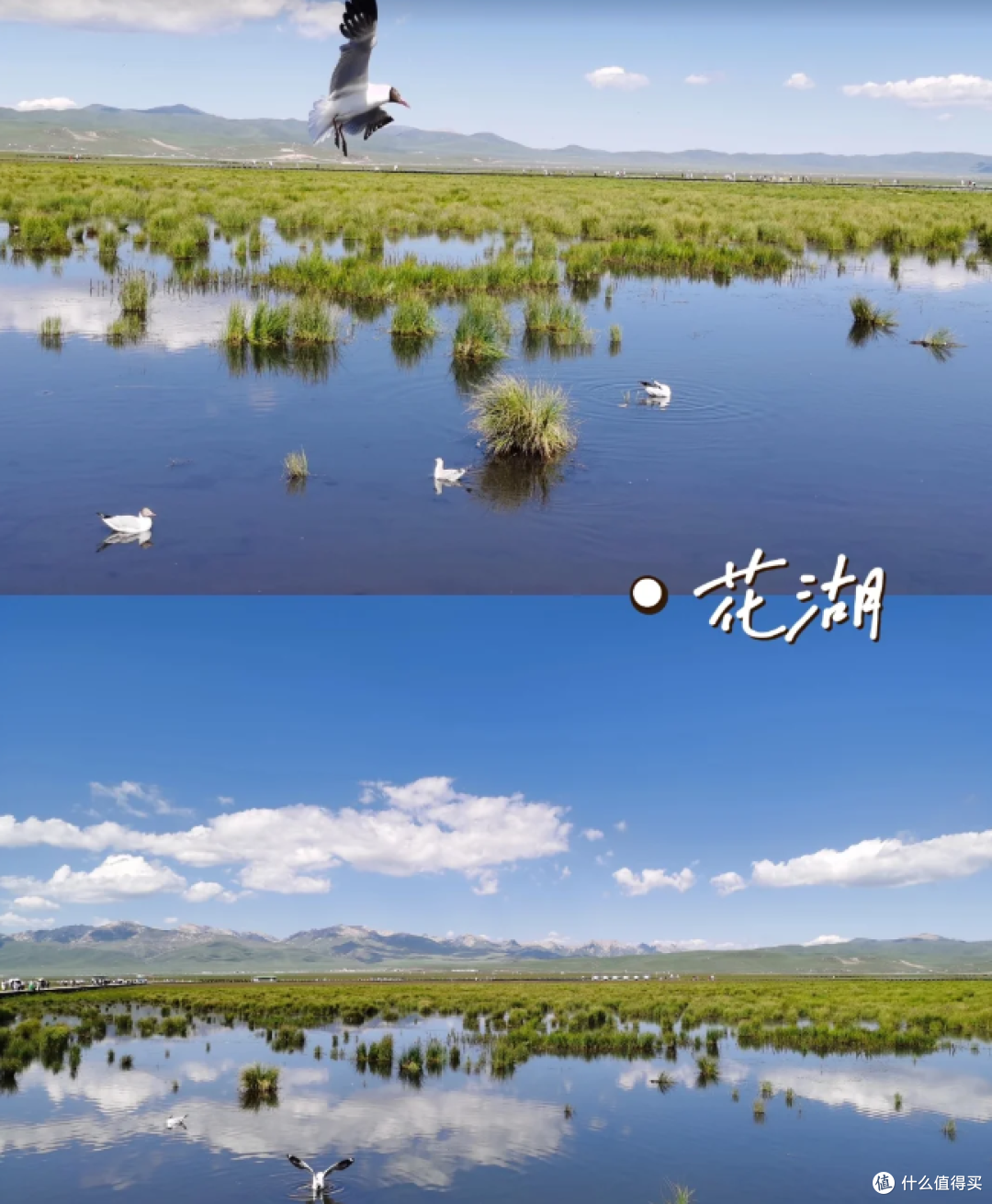 去甘南吧，风吹草地见牛羊~