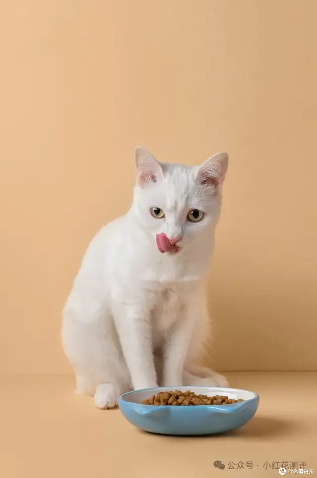 铲屎官必看!全网爆火的20款猫粮测评,哪些翻车了呢?