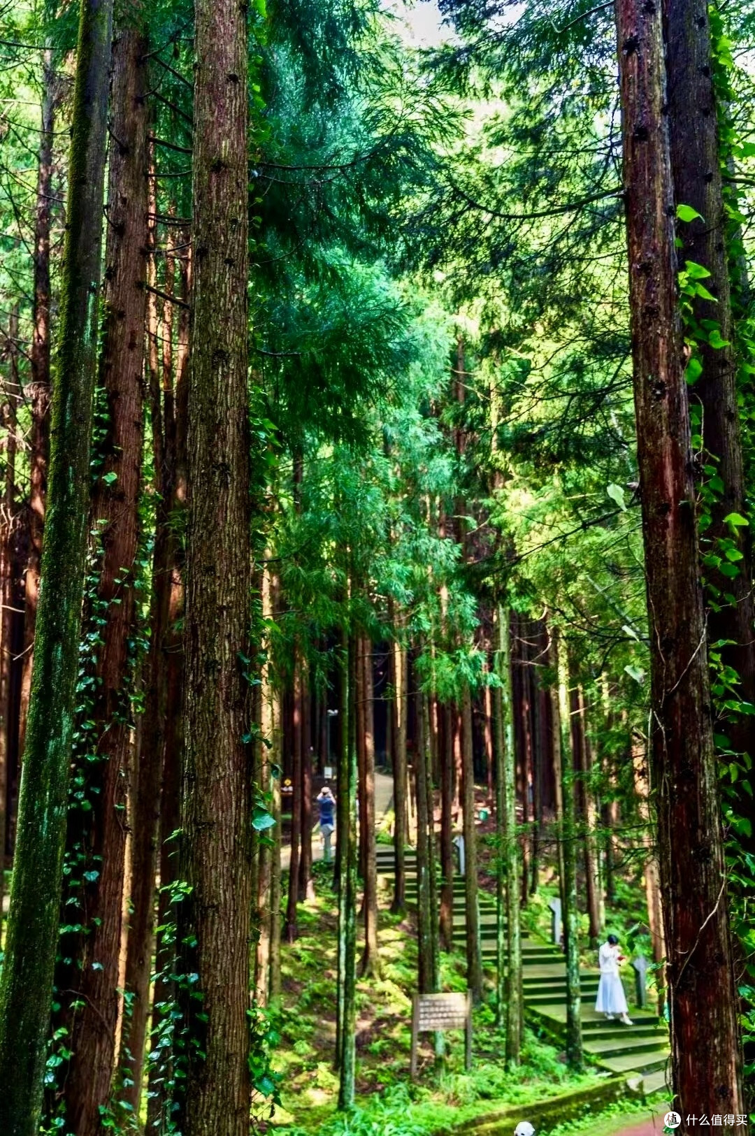明湖湿地:盛夏里的清凉与童趣