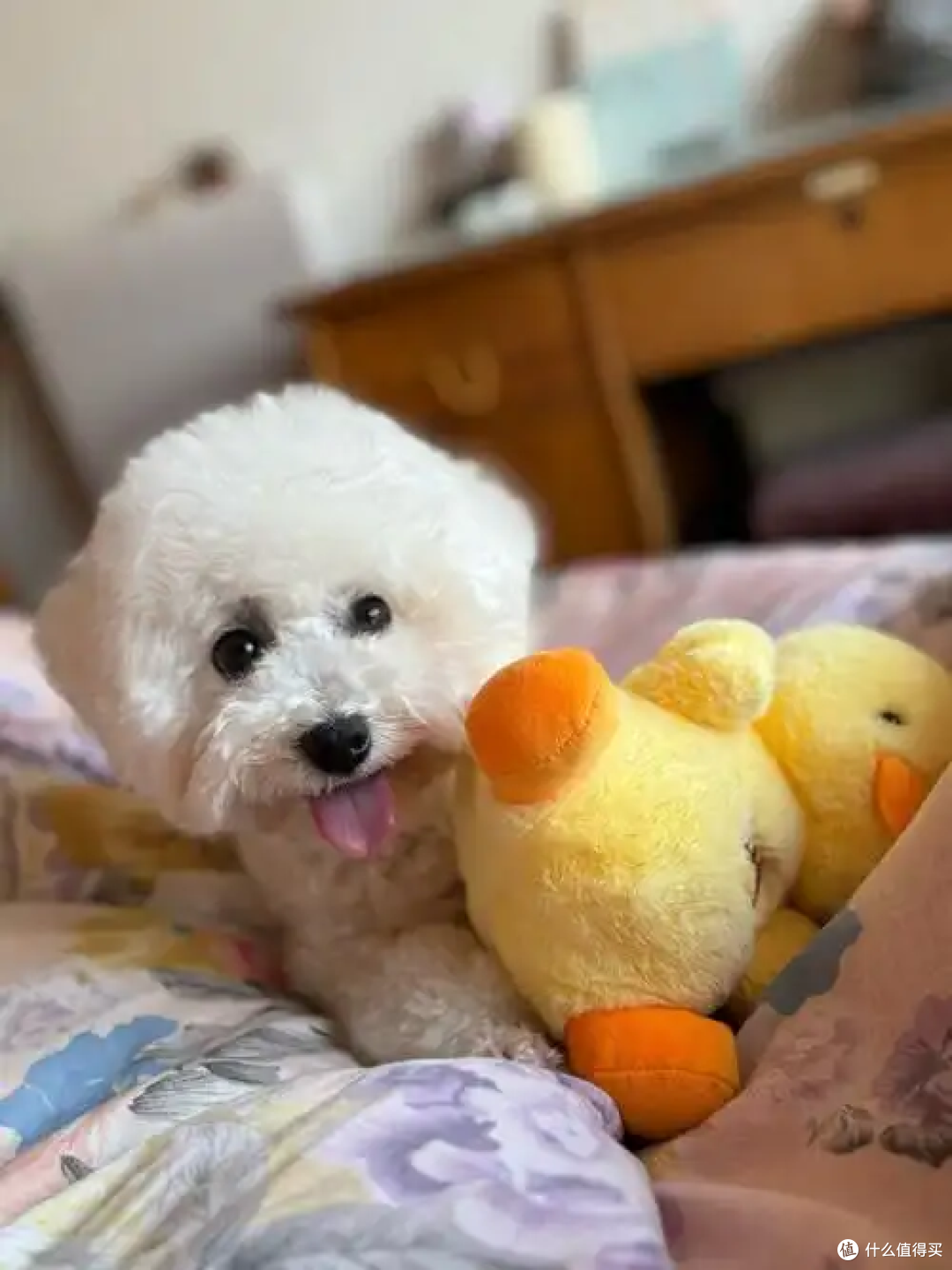 租房养宠攻略:如何让房东同意你养猫/狗?