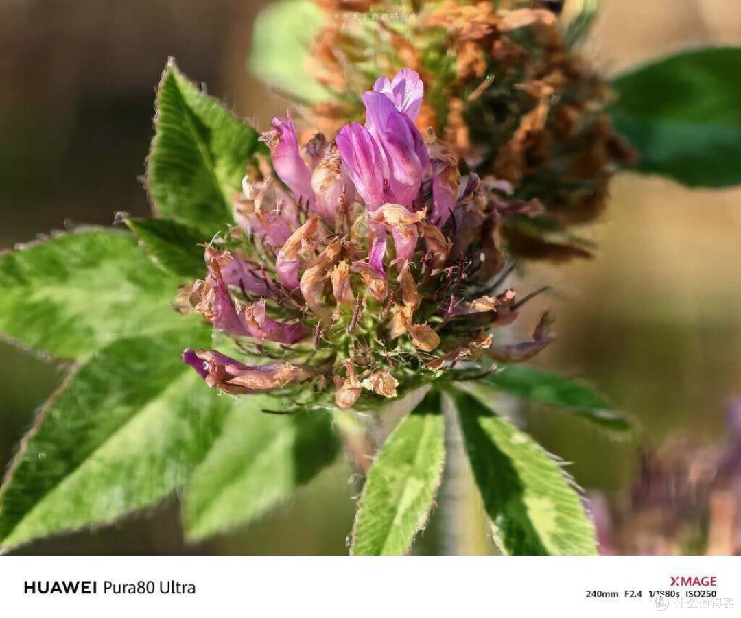 显示麒麟9020了 主打影像的华为Pura 80U对比OV的ultra如何？