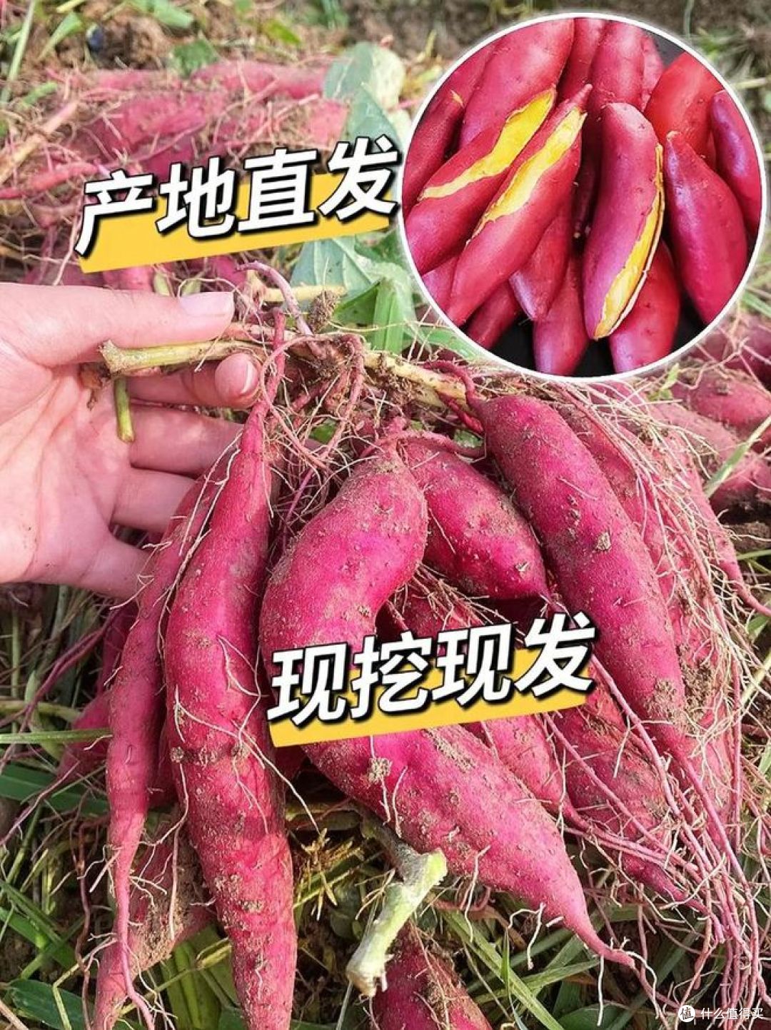 小香薯和红薯区别,哪种甜又糯好吃?
