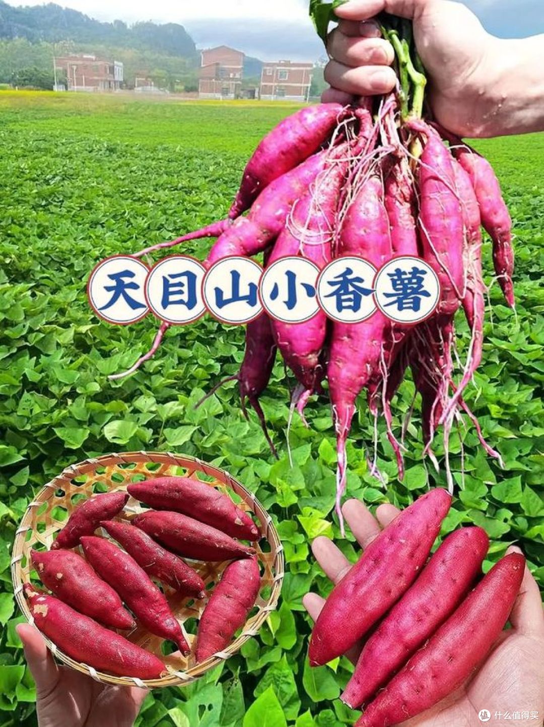 小香薯和红薯区别,哪种甜又糯好吃?