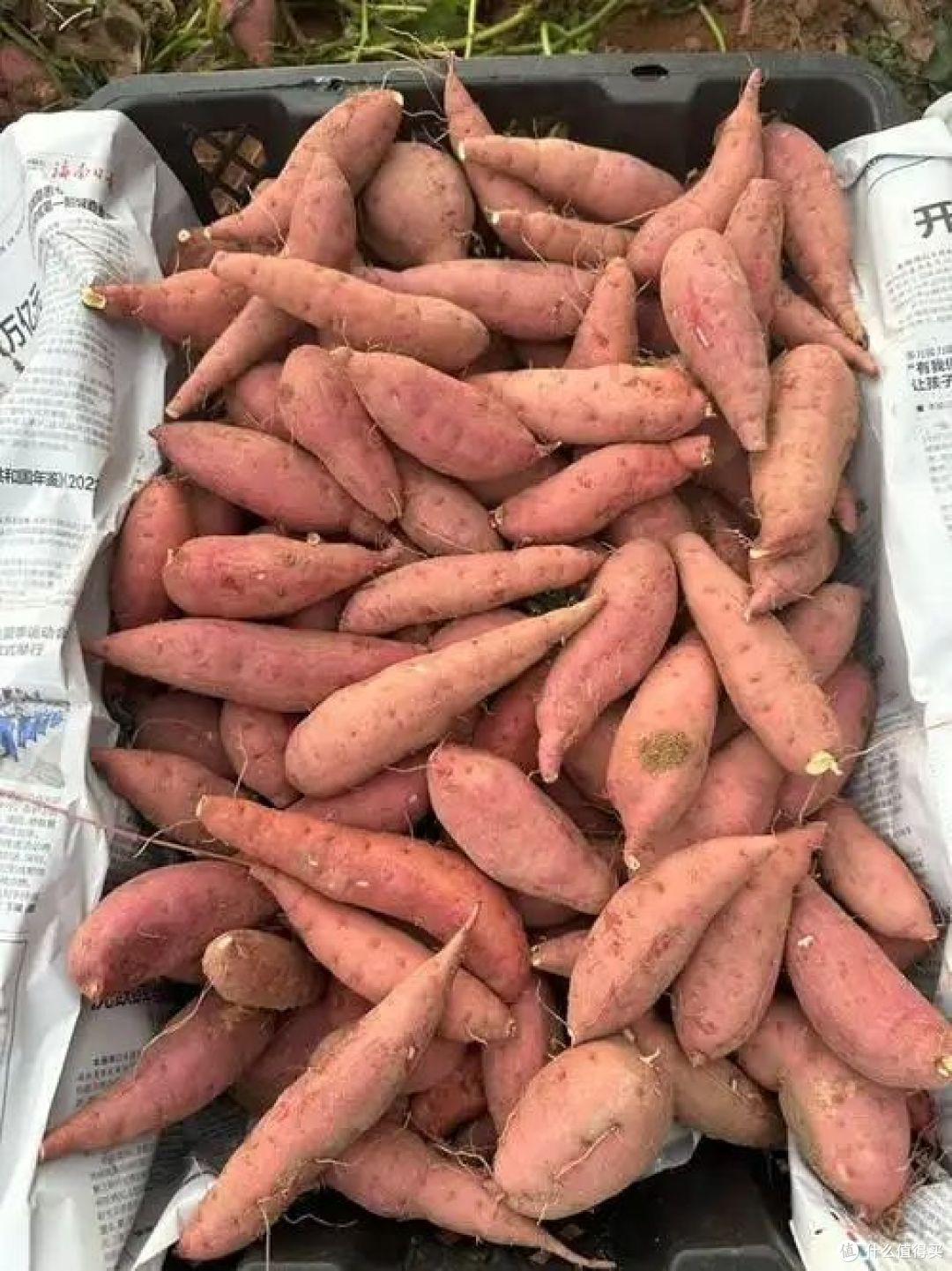 小香薯和红薯区别,哪种甜又糯好吃?